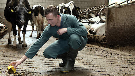 Heb jij ook last van maispitten in de mest bij het voeren van verse mais?