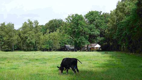 Met tiny houses een toekomstbestendig bedrijf