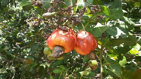 Doorbraak in de melkveehouderij: Hoe Cashewnoten extract kan ondersteunen bij ketose.