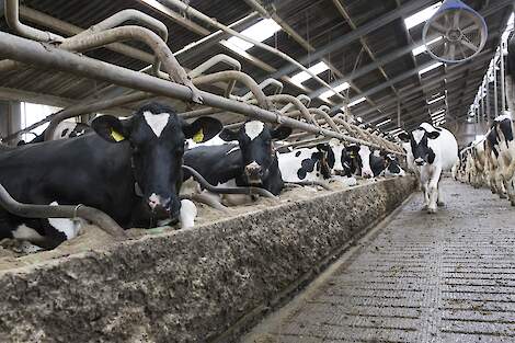 Koeien van Netwerkdeelnemer Sjoerd Reitsma - NPB