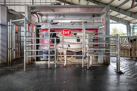 Melkkoe in een Lely Astronaut A5 Next melkrobot