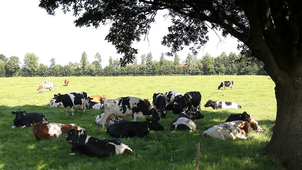 NVWA ontving dit jaar ruim 700 meldingen over hitte bij dieren