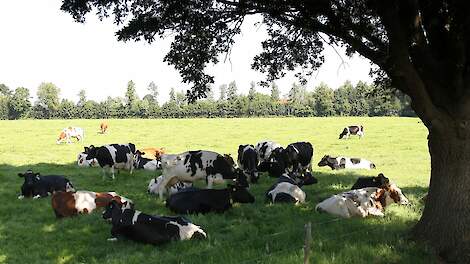NVWA ontving dit jaar ruim 700 meldingen over hitte bij dieren