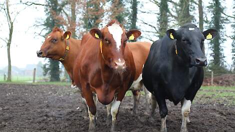 Nederlandse melkveestapel telt een recordaantal honderd- en tientonners