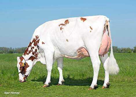 Dochter Koepon Ranger Sanne 38.