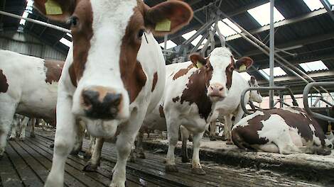 Kleine melkveehouderijen verdwijnen in rap tempo