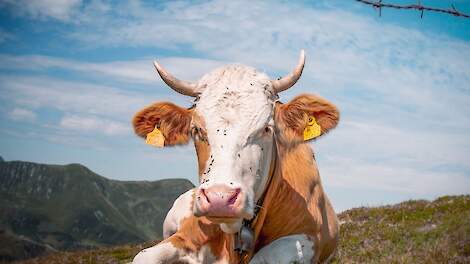 Vee & Logistiek blij met Frans exportverbod