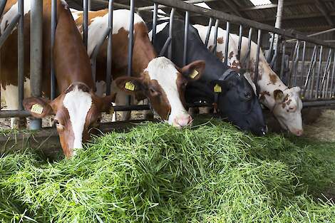 Koeien van Netwerkdeelnemer Jan Gieben - NPB