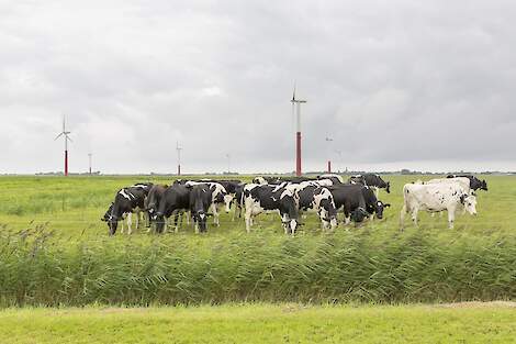 Koeien van Netwerkdeelnemer Doede Hettinga - NPB