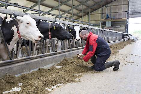 Netwerkdeelnemer Jan Willem Haisma bij zijn koeien - NPB