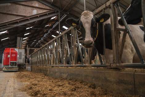 Koe die naar de camera kijkt en een Lely Vector voerrobot rijdt over de voergang om de koeien te voeren