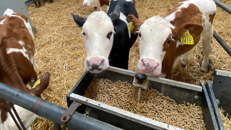 De groepshuisvesting