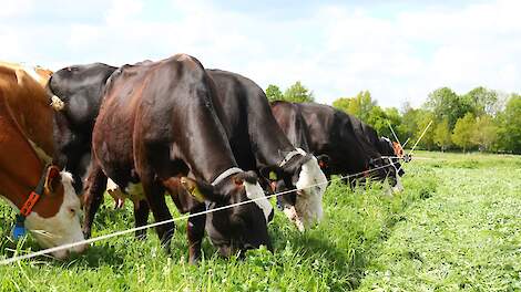 Extensivering naar regeneratieve melkveehouderij haalbaar bij vergoeding van 1.000 euro per hectare