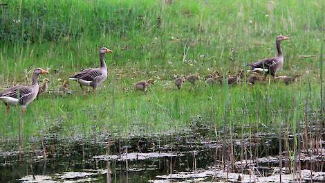 Vernieuwde taxatierichtlijnen voor schade aan grasland en vee
