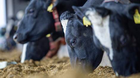 Deense dierenartsen vermoeden verstoring van pensflora na snelle start met Bovaer