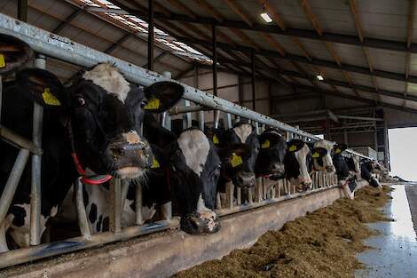 Koeien die in aan het voerhek staan en net gevoerd zijn door de Vector