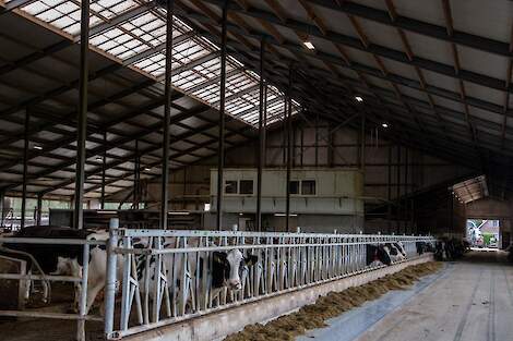 Stalbeeld van een melkveestal