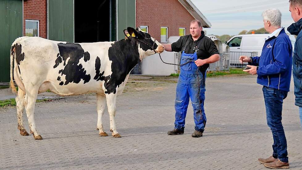 Video: Voorselectie dochtergroep voor Holland Holstein sHow in volle gang
