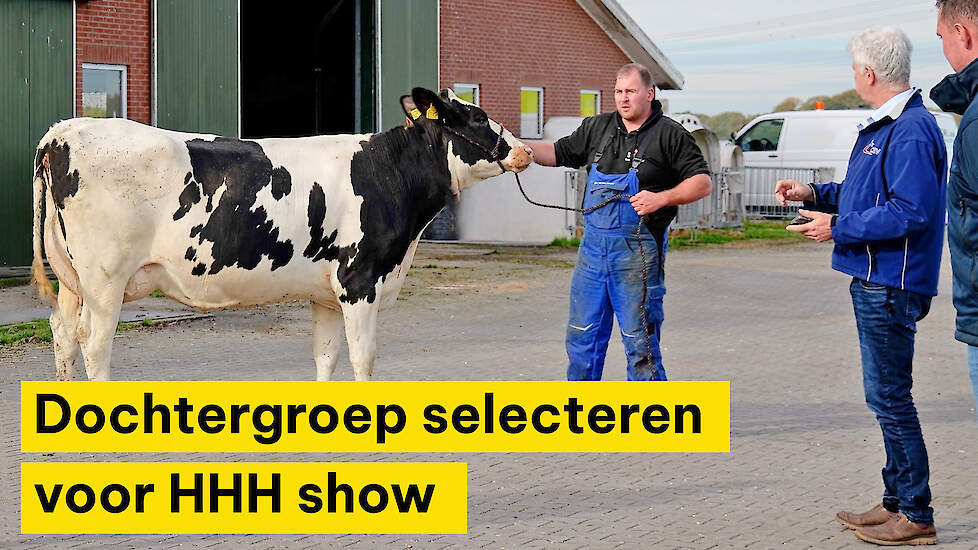 Voorselectie dochtergroep voor Holland Holstein sHow in volle gang