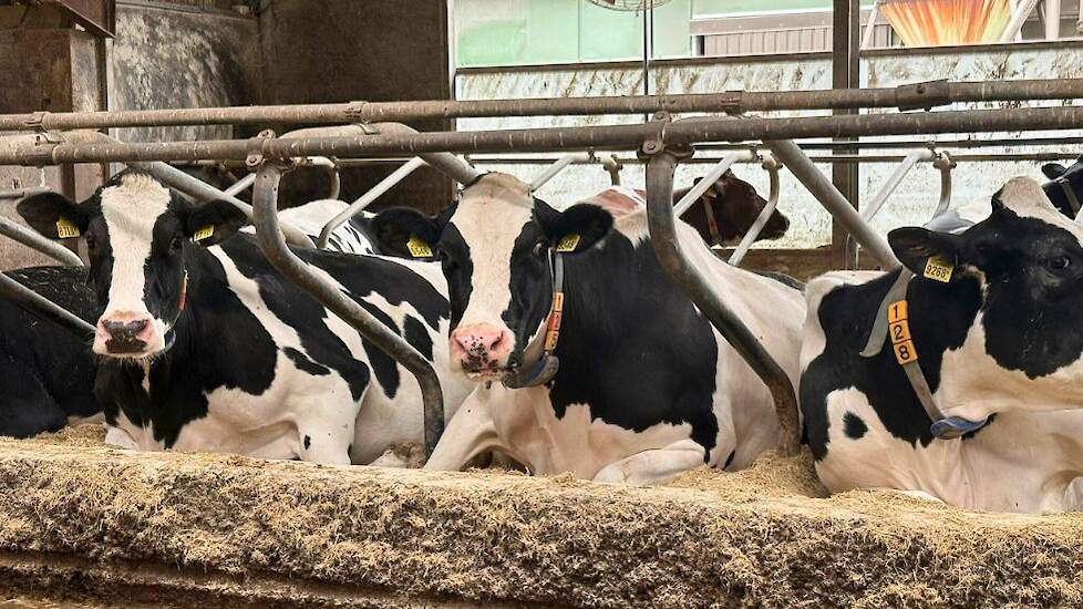 Ligboxen mts. van Beek Raamsdonkveer