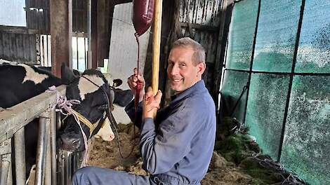 Bloedtransfusie brengt koe snel weer op de been