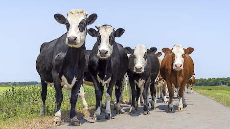 Fokken van dubbeldoelrassen voor natuurinclusieve landbouw