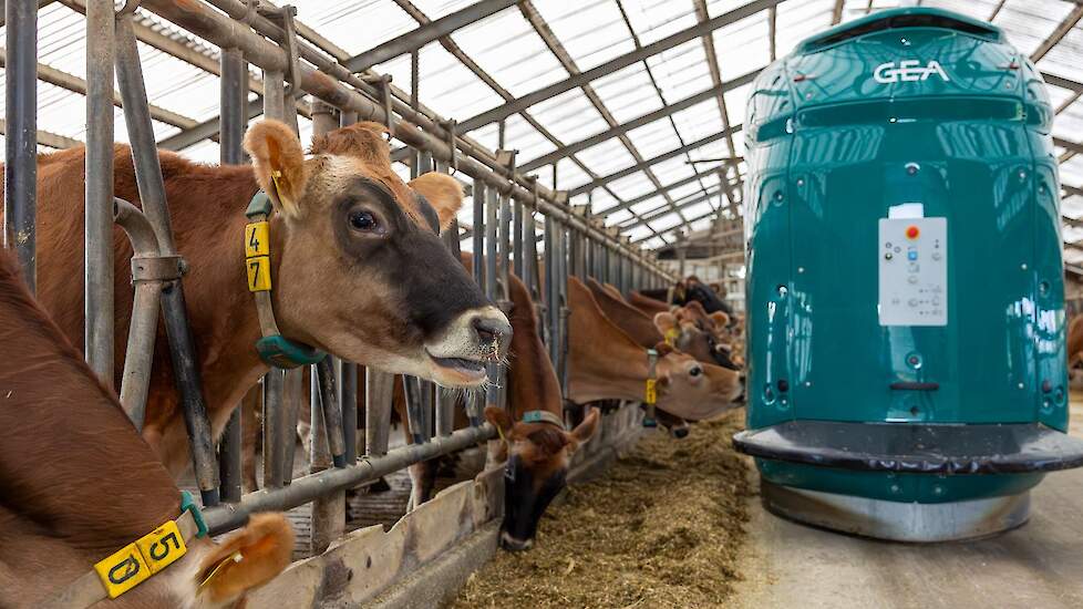 De voerrobot verstrekt dagelijks drie rantsoenen: één voor de melkgevende koeien, één voor de droge koeien en één voor het jongvee.