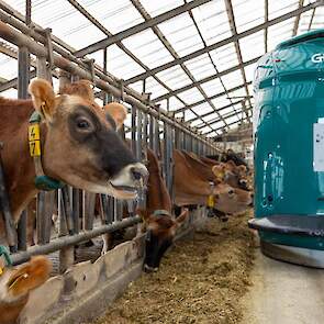 De voerrobot verstrekt dagelijks drie rantsoenen: één voor de melkgevende koeien, één voor de droge koeien en één voor het jongvee.