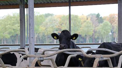 Verpachter krijgt 2.537 kilogram fosfaatrechten, maar moet helft marktwaarde betalen