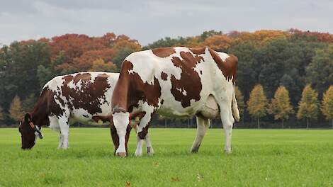 Wetsvoorstel grondgebondenheid lost mestoverschot niet op, ook niet met Renure