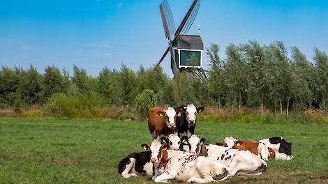 CBB: Geen subsidie behoud grasland zonder derogatievergunning in 2023