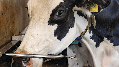 UVC-licht zuivert drinkwater voor koeien bij Theunissen