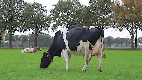 Grondgebonden melkveehouderij