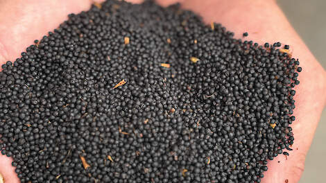 Ontsloten koolzaad in opkomst voor hoogproductieve koe