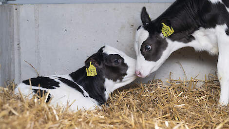 Grootste fout: niet investeren in kalverhuisvesting