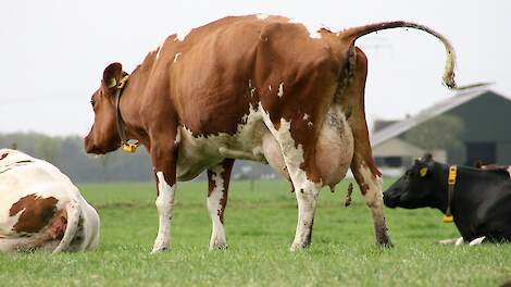 Wederom geen aanpassing van de excretienormen; Minister Wiersma legt advies CDM naast zich neer