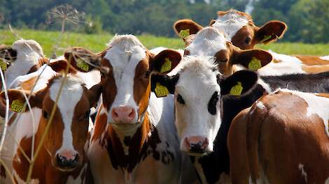 Financiële prikkel nodig voor meer jongvee in de wei