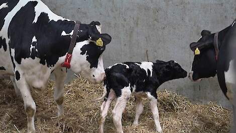 Innovatie in actie: Lely Zeta