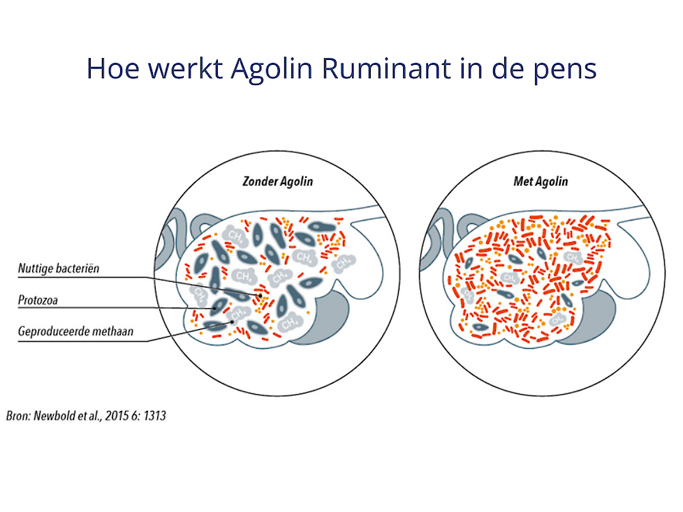 De werking van Agolin Ruminant in de pens, minder methaanvormende bacteriën in de pens