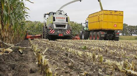 Dit doet hoger snijden snijmaïs: Meer zetmeel en betere verteerbaarheid
