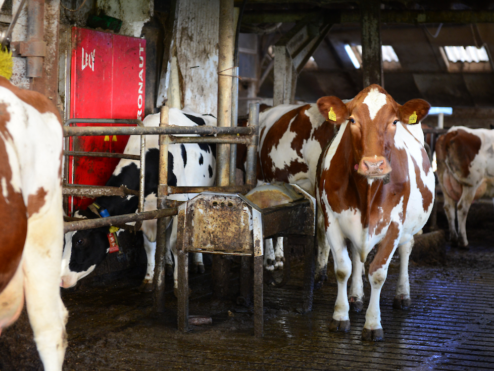 melkrobots gedateerde stal