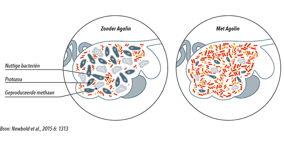 Werking Agolin Ruminant in de pens, methaanreductie