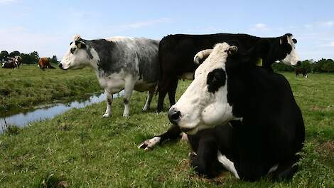 Blaarkoppen vallen onder ‘overige rassen’: boete voor melkveehouder klopt