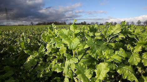 NVWA tevreden over naleven regels voor vanggewassen