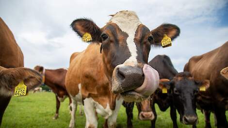 Accountants: 40 procent melkveebedrijven haalt graslandnorm 2034 nog niet
