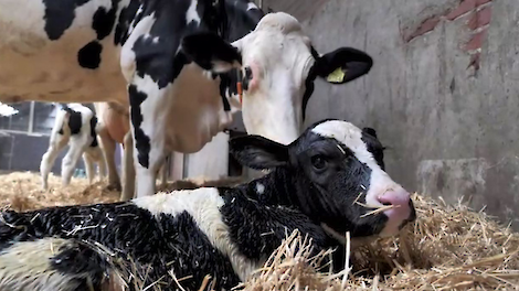 Na jaren geen coccidiose meer door kalf robust