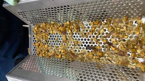 Maispitten in de mest? Waarom dent-mais het verschil maakt