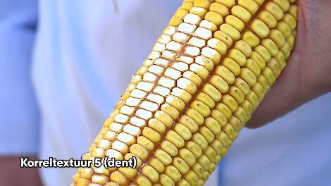 Afschrapen van maiskolven toont verschil in hardheid tussen Dent-mais en Flint-mais