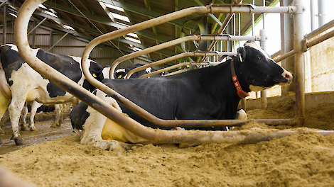 Video: Oudere koeien door het juiste ligbed