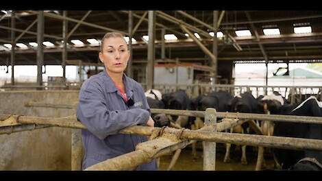 Oudere koeien door het juiste ligbed